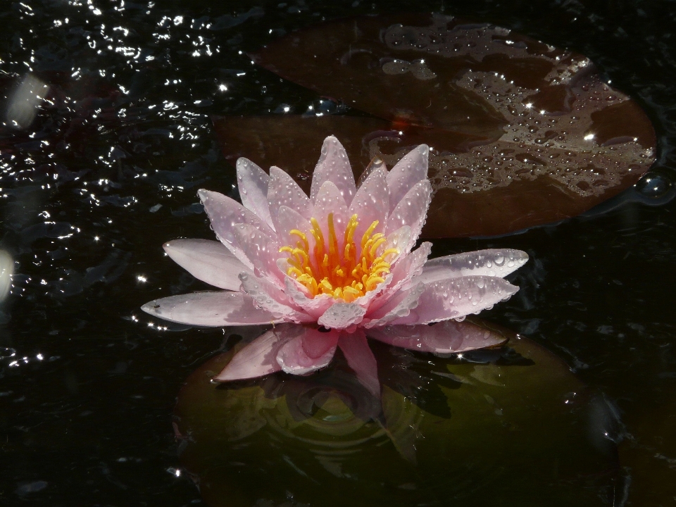 植物 花 花弁 湖