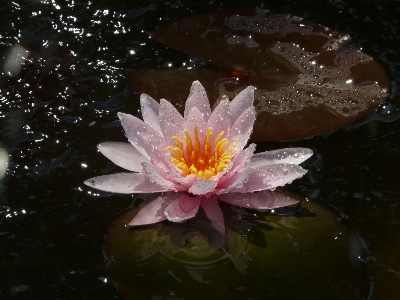 Plant flower petal lake Photo