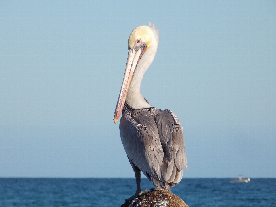 Spiaggia uccello pellicano marino
