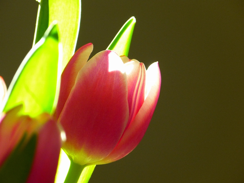 Naturaleza florecer planta flor