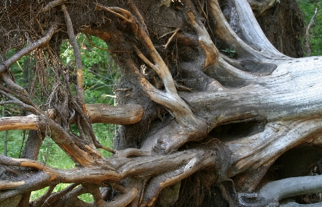 Foto Madera a la deriva
 árbol bosque rama