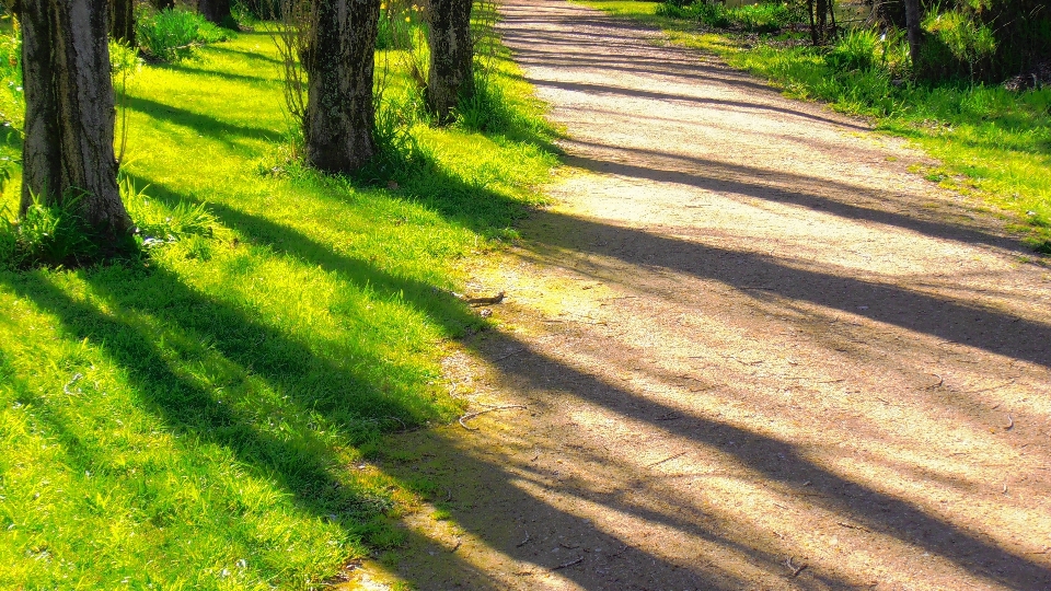 Albero erba strada sentiero