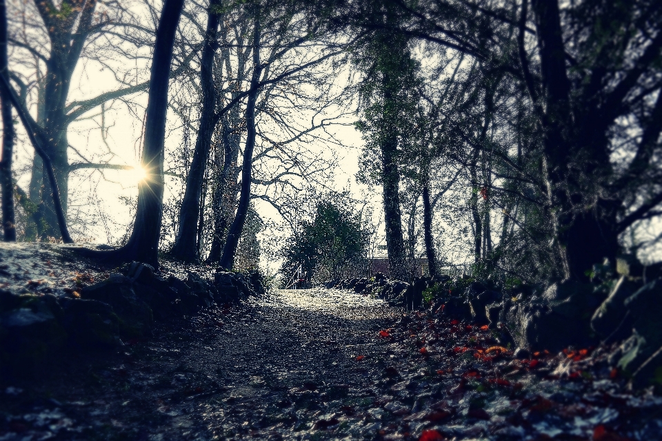 Albero natura foresta ramo