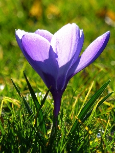 Grass blossom plant field Photo