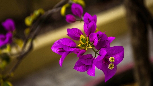 Blossom plant photography leaf Photo