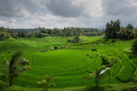 Landscape grass field farm Photo