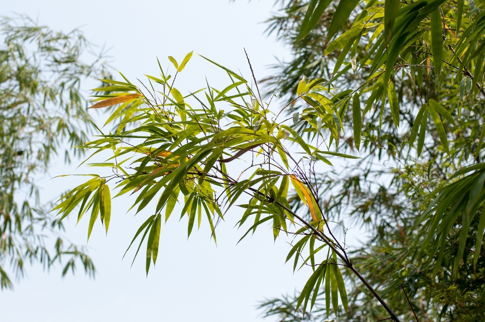 árvore natureza floresta grama