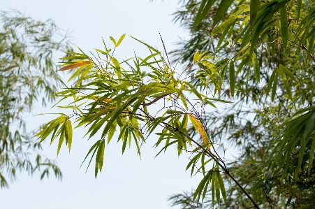 Tree nature forest grass Photo