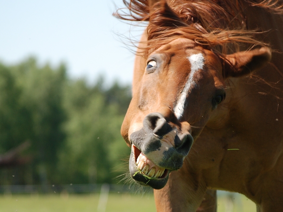 Tráfego bicho de estimação pasto
 cavalo