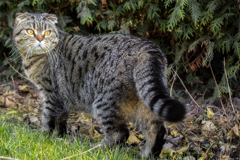 Faune animal de compagnie chat mammifère