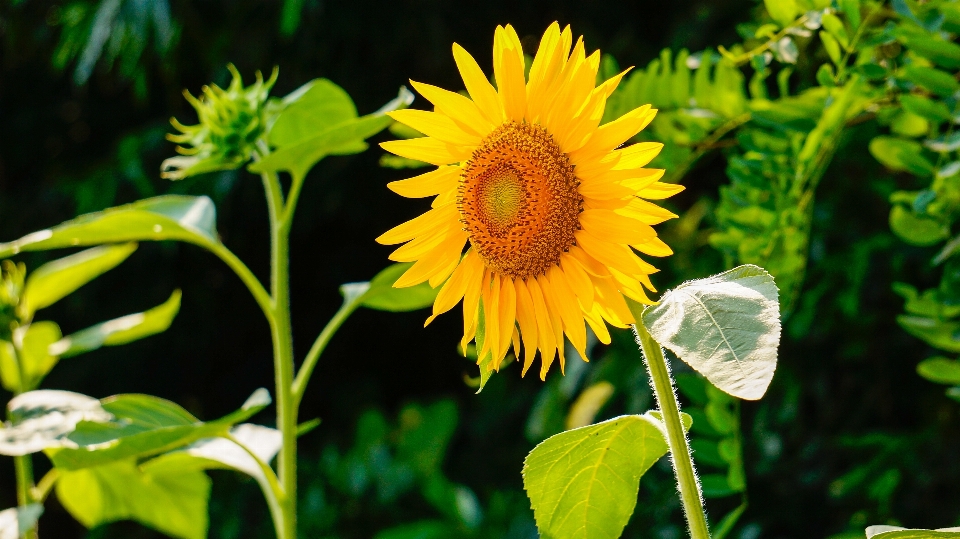 Natur anlage blume blütenblatt