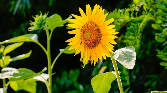 Foto Alam tanaman bunga daun