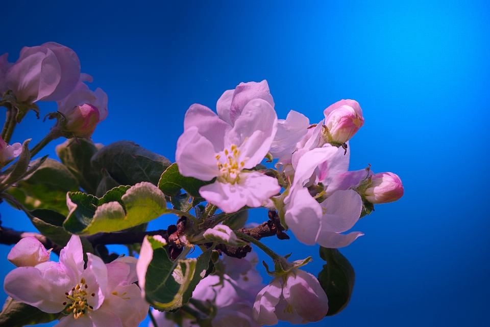 Apple natura fiore pianta