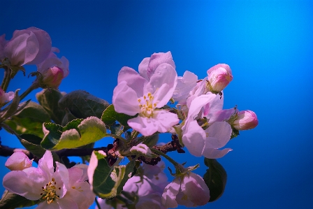 Foto Apple natura fiore pianta