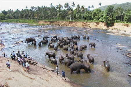 Water nature wilderness animal Photo