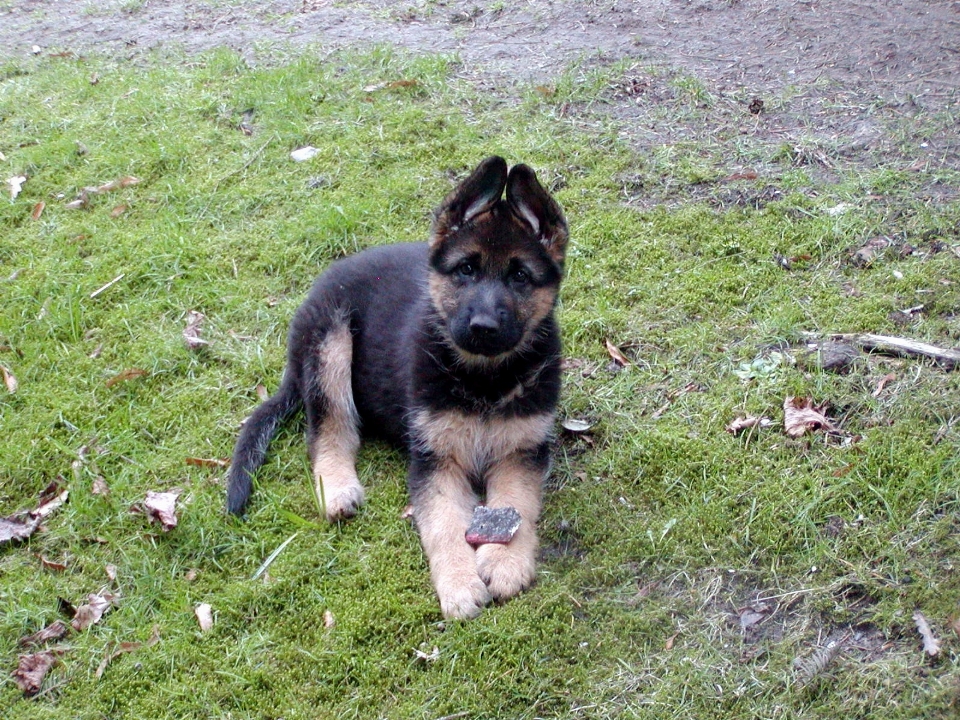 子犬 犬 動物 かわいい