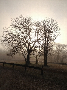 Landscape tree nature grass Photo