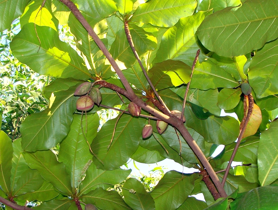 Baum zweig anlage frucht