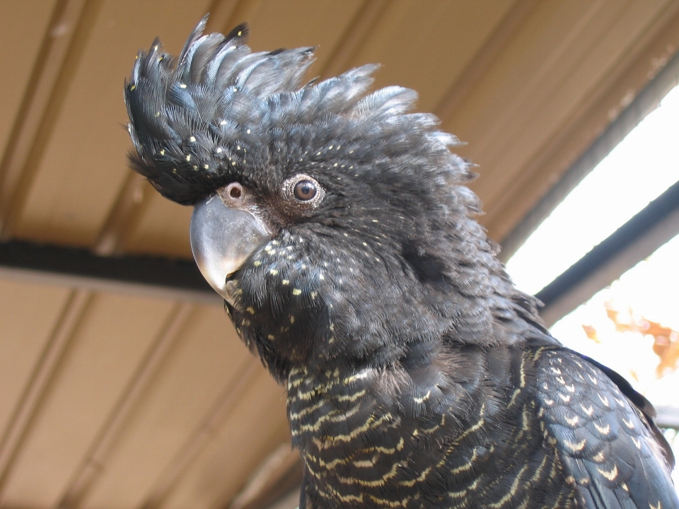 Uccello ala zoo becco