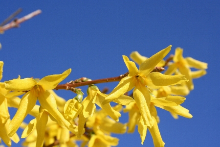 自然 ブランチ 花 植物 写真