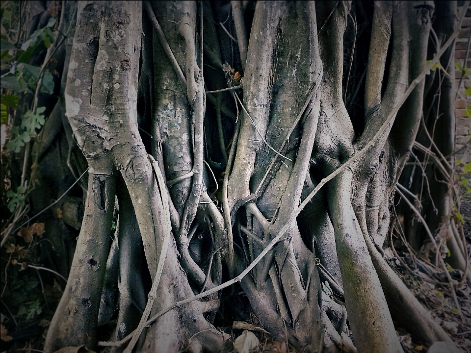 Albero natura foresta selvaggia
