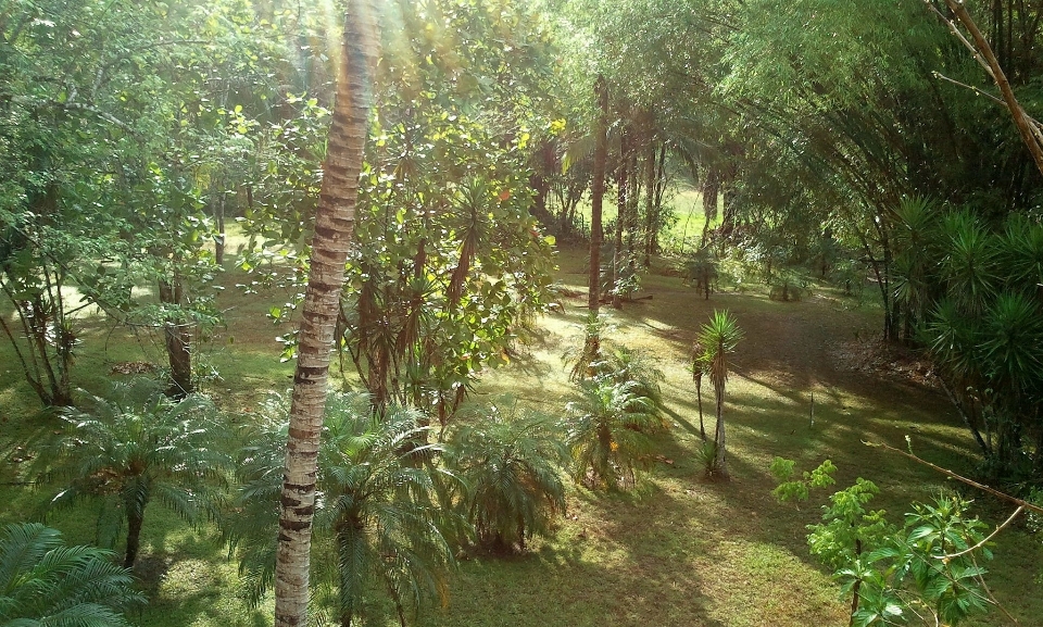 Paisaje árbol naturaleza bosque