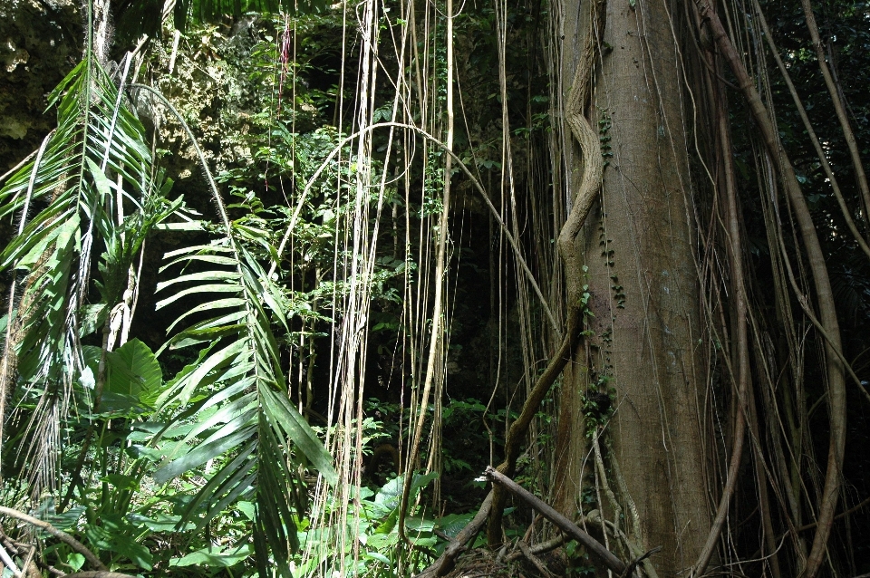 Pohon alam hutan rawa