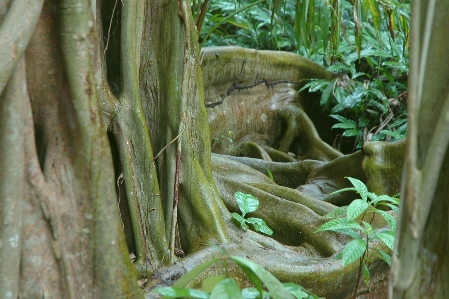 木 自然 森 荒野
 写真