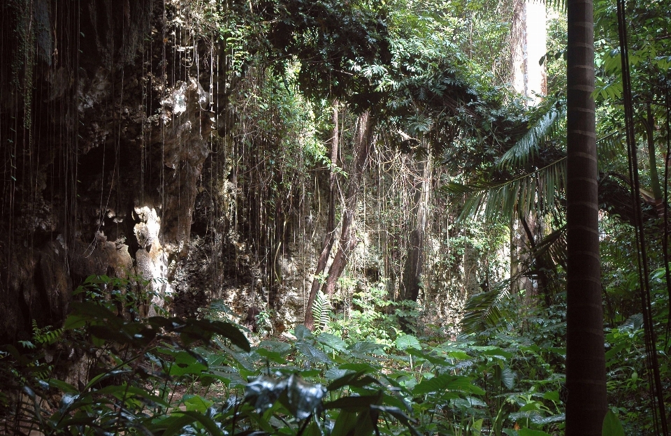 Paisaje árbol naturaleza bosque