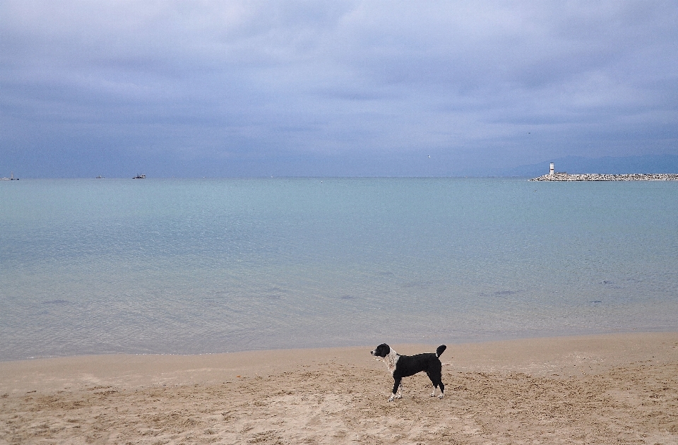 ビーチ 海 海岸 砂