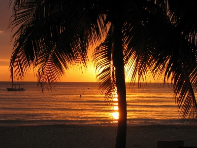 Beach tree light sunrise Photo