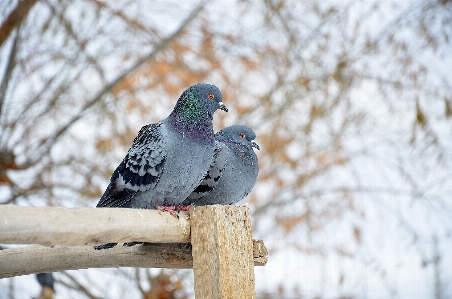 ブランチ 冬 鳥 空 写真