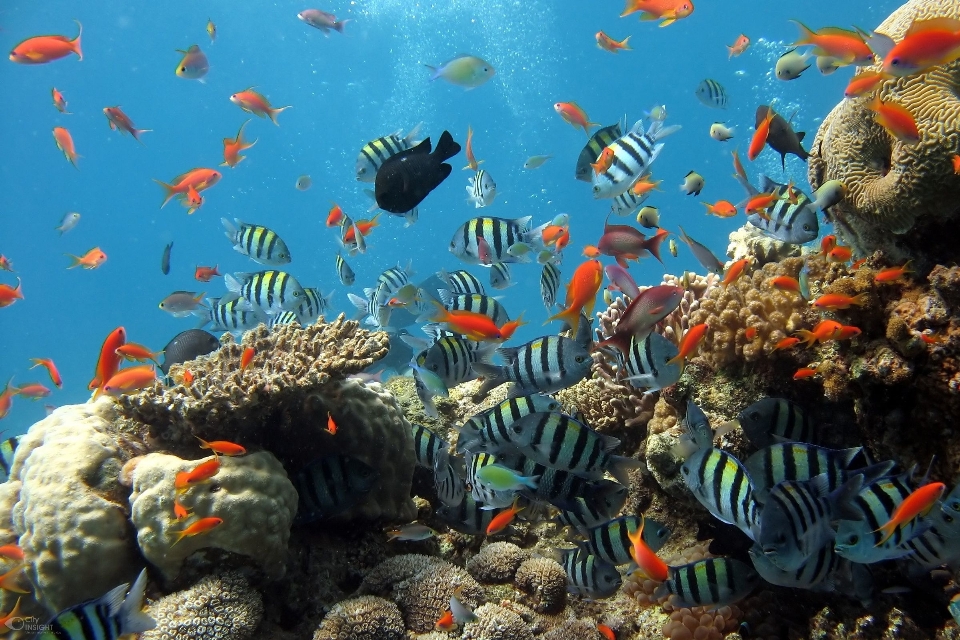 海 水下 生物学 鱼