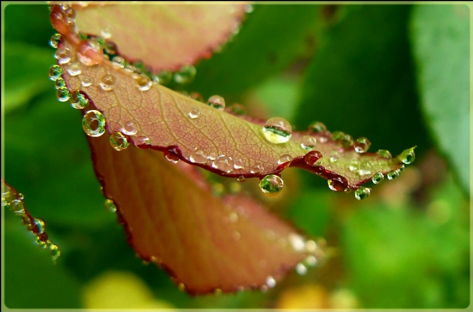 Eau nature goutte rosée