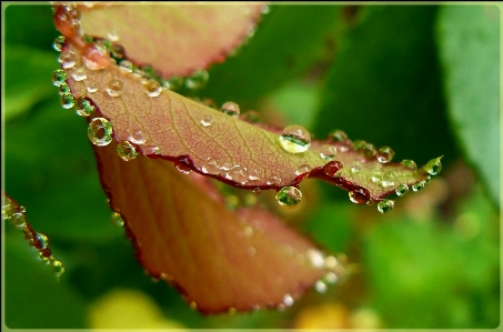 Foto Acqua natura gocciolare rugiada