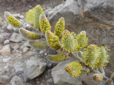 木 自然 ブランチ 植物 写真