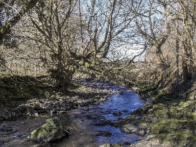 Landscape tree nature forest Photo