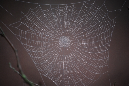 Foto Inverno ala ragnatela materiale