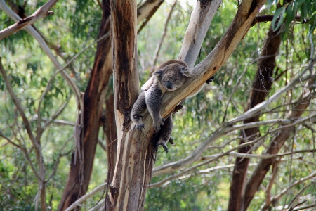 Forest branch wildlife jungle Photo