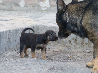 子犬 犬 かわいい 哺乳類 写真