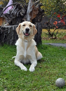 Foto Anak anjing satwa imut-imut