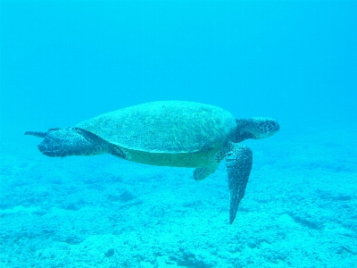 Foto Mar água natureza oceano