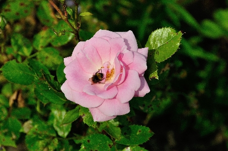 Nature blossom plant flower Photo