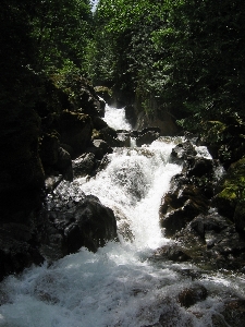 Water nature forest rock Photo