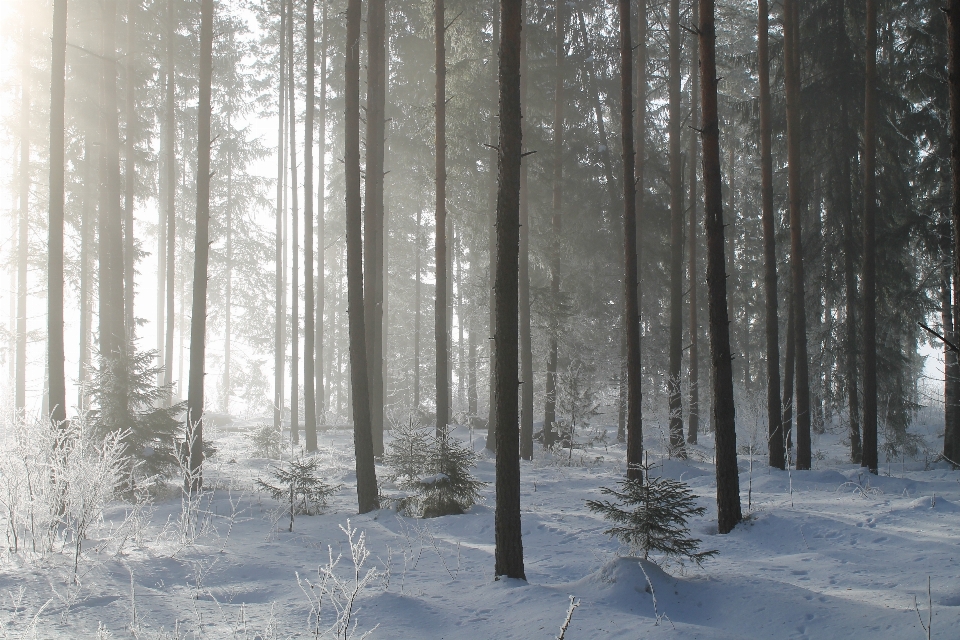 Albero natura foresta all'aperto