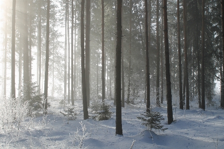 Tree nature forest outdoor Photo