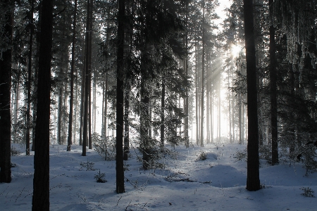 Tree nature forest outdoor Photo