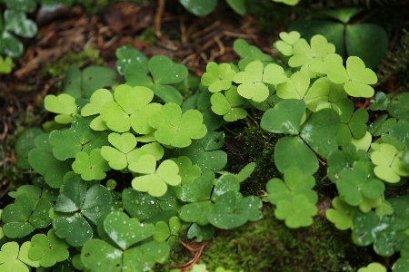 Water plant leaf flower Photo