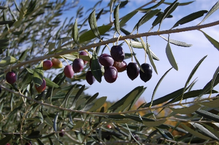 Tree nature branch plant Photo