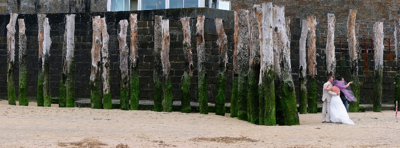 Man beach tree wood Photo